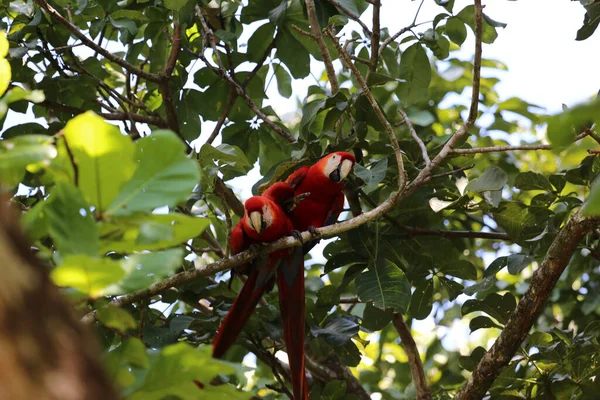 Papagaios no Parque Corcovado na Costa Rica — Fotografia de Stock