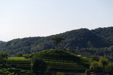 Conegliano kırsalındaki Prosecco üzüm bağlarının tepelerinin manzarası