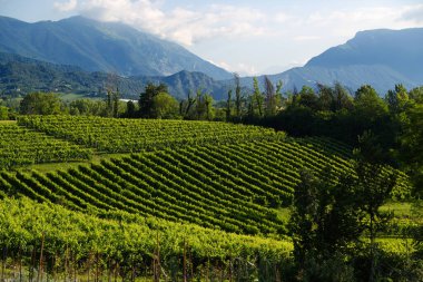 Conegliano kırsalındaki Prosecco üzüm bağlarının tepelerinin manzarası