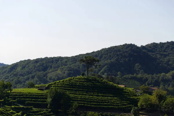 Utsikt över bergen i Prosecco vingårdar i Conegliano landsbygden — Stockfoto