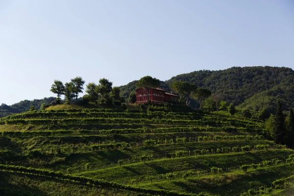 Pohled na kopce vinic Prosecco v krajině Conegliano — Stock fotografie