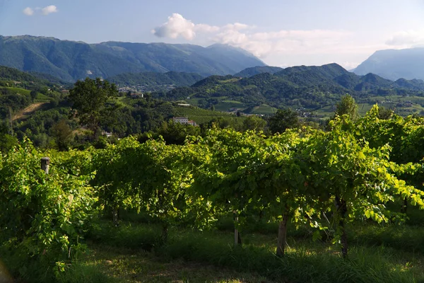 Kilátás a dombok Prosecco szőlőültetvények a Conegliano vidéken — Stock Fotó