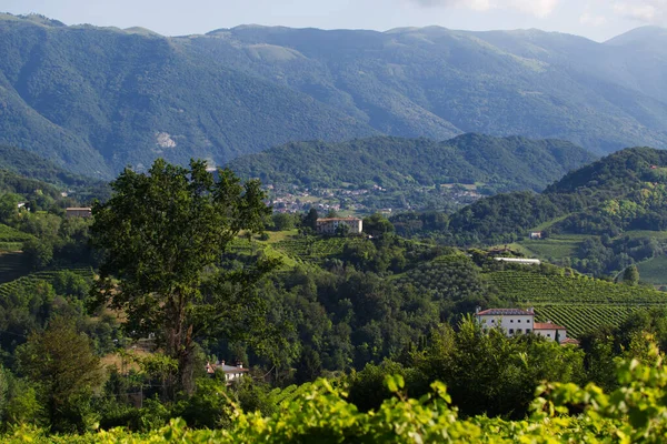Conegliano kırsalındaki Prosecco üzüm bağlarının tepelerinin manzarası