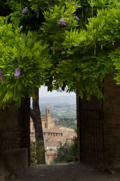 Wisteria roślin, które otaczają bramę twierdzy San Gimignano — Zdjęcie stockowe