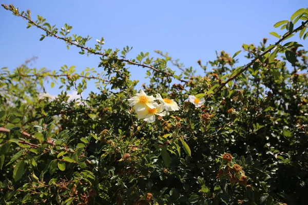 Дикі троянди в садах боболі (Флоренція). — стокове фото