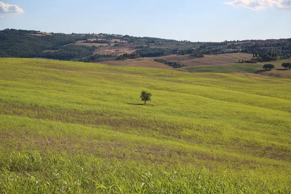 Beautiful Tuscany Landscape, Val DOrcia — Stock Photo, Image