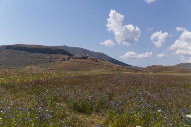 İtalya, UMBRIA 'daki Castelluccio Platosu
