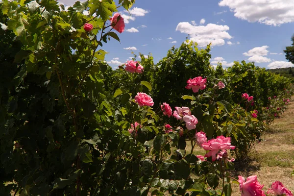 Roses from the vineyards of Montalcino in Tuscany, Italy — Stock Photo, Image