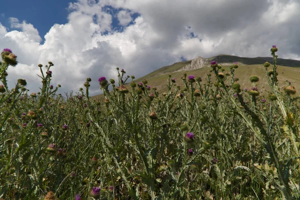 Vilda tistel blommor på Castelluccio platå i Umbrien, Italien — Stockfoto