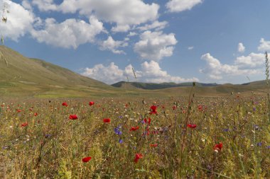 İtalya, UMBRIA 'daki Castelluccio Platosu