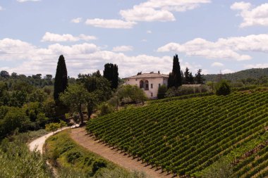 İtalya, Toskana 'daki Montalcino üzüm bağları.