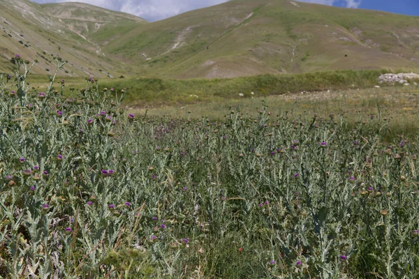 Άγρια άνθη γαϊδουράγκαθου στο οροπέδιο Castelluccio στην Ούμπρια της Ιταλίας — Φωτογραφία Αρχείου