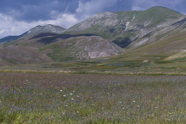 Castelluccio platå i UMBRIA, Italien — Stockfoto