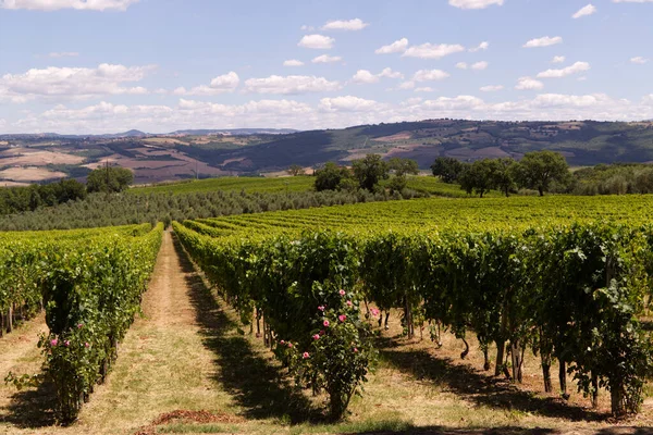 Montalcino szőlőültetvények Toszkánában, Olaszországban — Stock Fotó