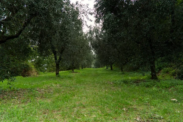 Olivträd vid Gardasjön — Stockfoto