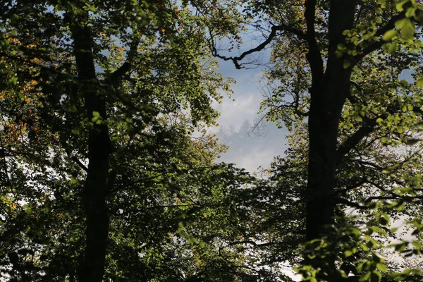 Cansiglio skog med dimma i bakgrunden — Stockfoto