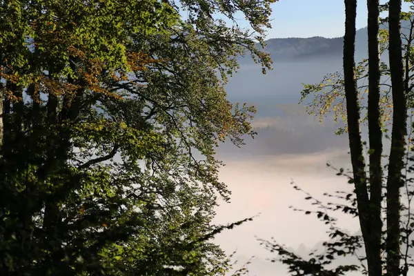 Bosque de Cansiglio con niebla en el fondo — Foto de Stock