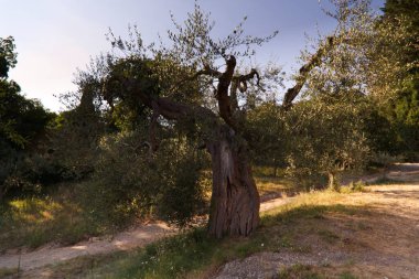 Toskana kırsalında zeytin ağacı