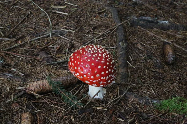 Gyönyörű és veszélyes, a híres Amanita Muscaria. — Stock Fotó