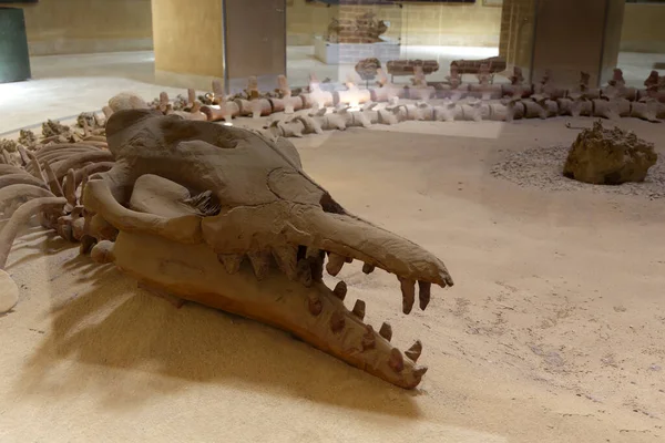 Mısır 'daki Balina Vadisi' nden fosil. Yüksek kalite fotoğraf