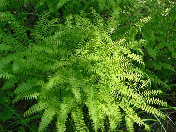 Fougère Adiantum Est Forme Arrêt Dans Les Régions Sauvages Taïga — Photo