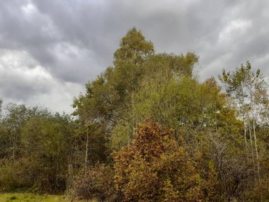 Sarı yapraklı ağaçların arasında beyaz huş ağacı.