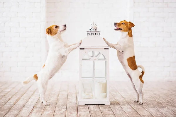 Schattig Raszuivere Jack Russell Terriers Kamer Met Grote Lantaarn — Stockfoto