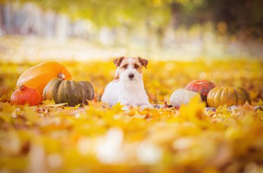 kabak ile jack russell terrier 