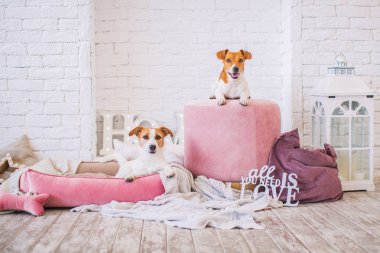 arka planda iç sevimli Köpekler