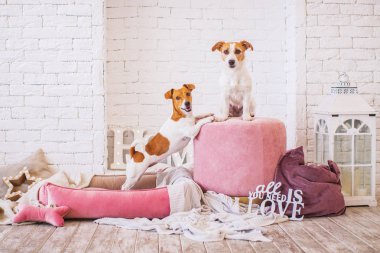 arka planda iç sevimli Köpekler