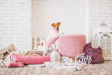 arka planda iç jack russell terrier