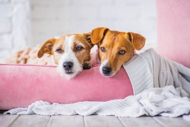 arka planda iç sevimli Köpekler