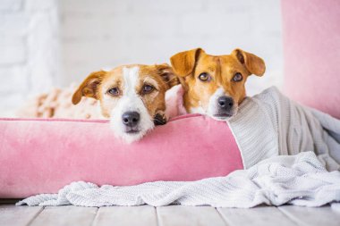arka planda iç sevimli Köpekler