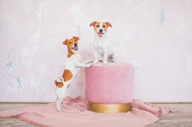 arka planda iç sevimli Köpekler