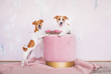 arka planda iç sevimli Köpekler