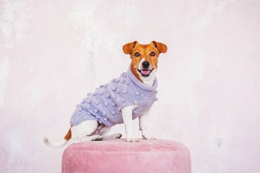 arka planda iç jack russell terrier