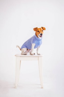 arka planda iç jack russell terrier
