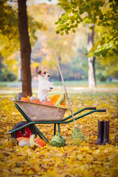 Jack Russell Terrier Dynie — Zdjęcie stockowe