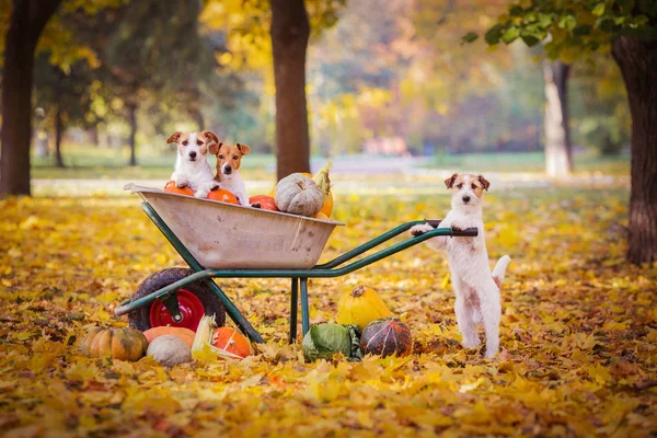 Jack Russell Terrier Med Pumpor — Stockfoto