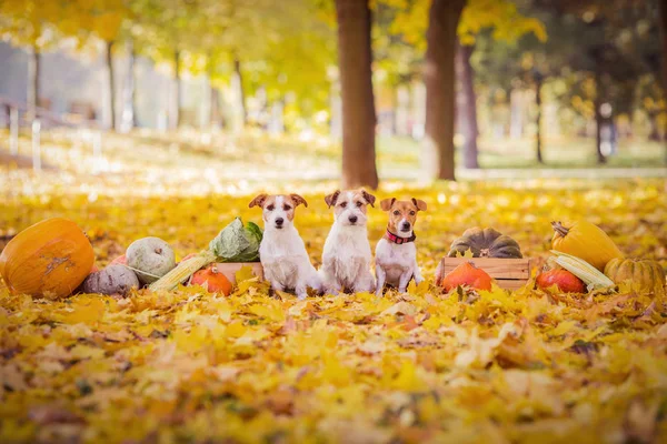 Jack Russell Terriers Pumpkins — Stock Photo, Image