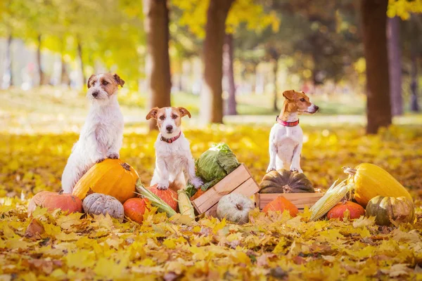 Jack Russell Terrieres Com Abóboras — Fotografia de Stock