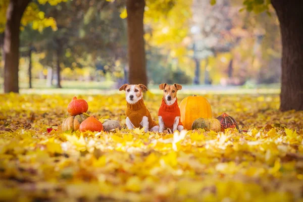 Jack Russell Terers Sweaters Autumn — стоковое фото