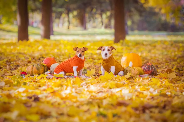 Jack Russell Terriers Truien Herfst — Stockfoto