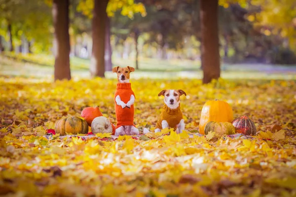 Jack Russell Terers Sweaters Autumn — стоковое фото