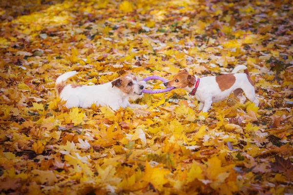 Jack Russell Terrier Spelar Parken — Stockfoto