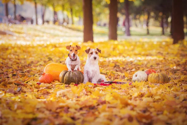 Jack Russell Terriers Con Calabazas — Foto de Stock