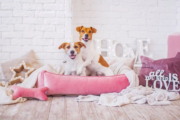 cute Dogs in interior  on background