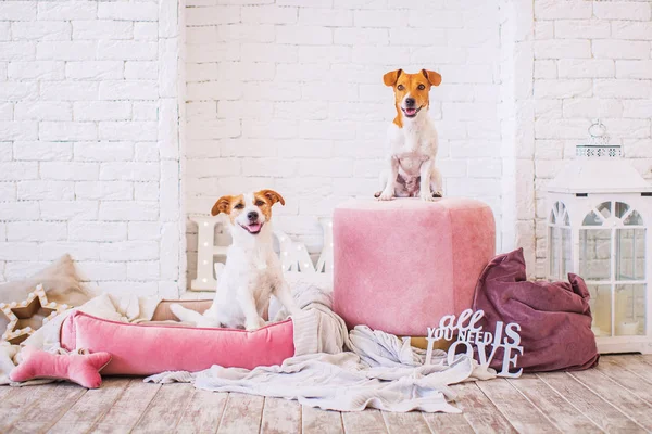 Aranyos Kutyák Belsejében Háttérben — Stock Fotó