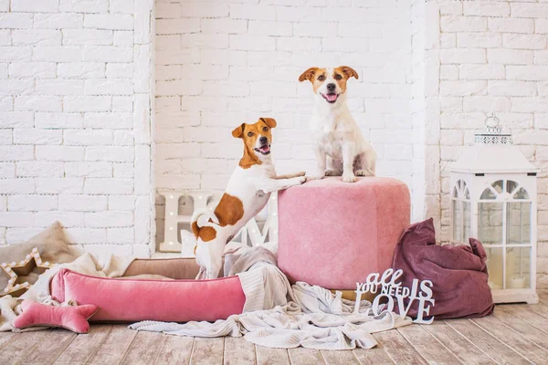 Aranyos Kutyák Belsejében Háttérben — Stock Fotó