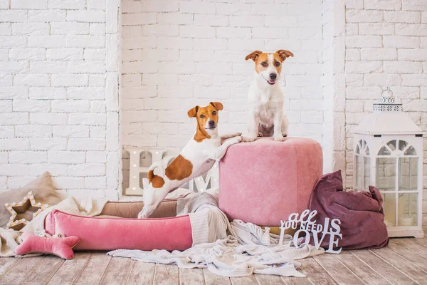 Leuke Honden Interieur Achtergrond — Stockfoto